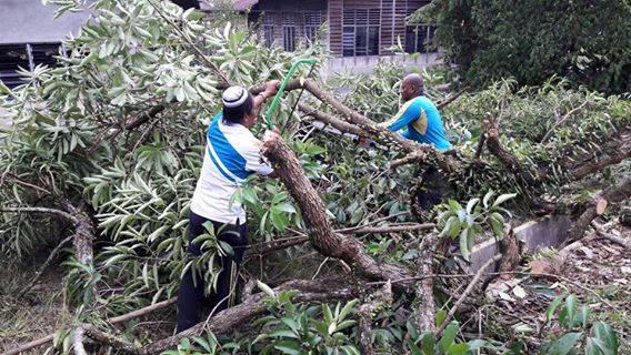 GOTONG ROYONG MENEBANG POKOK MENGKUDU DIJALAN TOK JIDIN