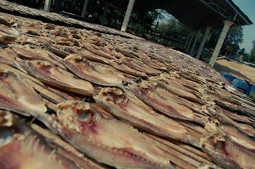 PELBAGAI IKAN DIJADIKAN IKAN MASIN / KERING, JUALA SETEMPAT / TEMPAHAN