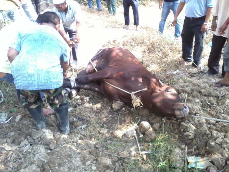 PROGRAM KORBAN SEMPENA HARI RAYA AIDIL-ADHA