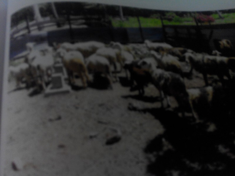 TERNAKAN KAMBING BIRI-BIRI