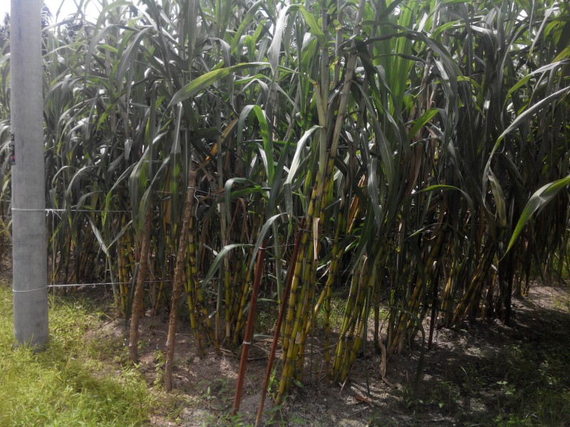TANAMAN TEBU UNTUK DIJUAL