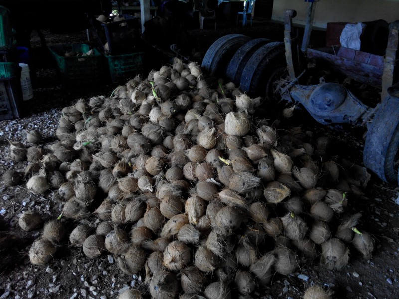 JUALAN KELAPA BULAT.