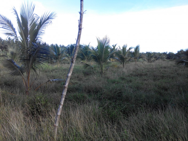 PROGRAM TANAMAN KELAPA MATAQ